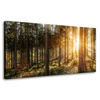 Canvas Print Birch Trees Sun Morning 80x40 cm