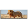 Canvas Print Walking Lion on Savannah Grass 120x40 cm