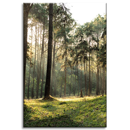 Canvas Print Forest Trees Sun Nature 60x90 cm