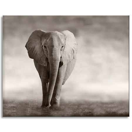 Canvas Print Black and White Elephant Posing Africa 100x80 cm
