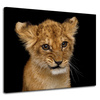 Canvas Print Baby Lion Face Eyes Beauty 100x80 cm