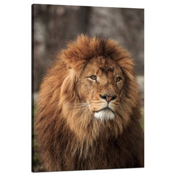 Canvas Print Gazing Lion Nature Face Wilderness 80x120 cm