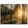 Canvas Print Birch Trees Sun Morning 40x30 cm