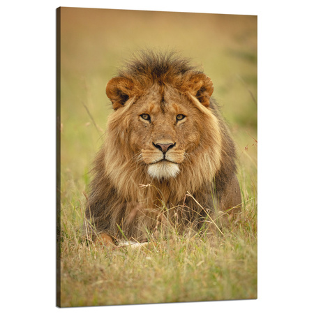 Canvas Print Lion on Grass Animal Nature 80x120 cm
