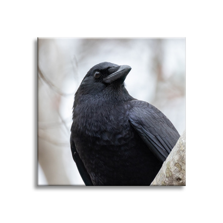 Canvas Print Animals Crow 40x40 cm