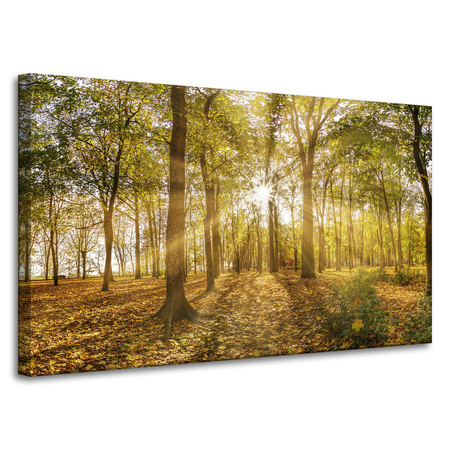 Canvas Print Sun Between Trees in the Forest 100x60 cm