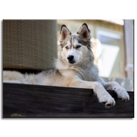 Canvas Print Animals Husky Dog 40x30 cm