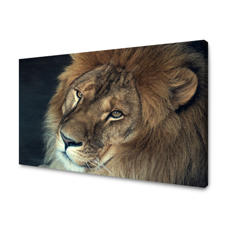 Canvas Print Lion Face and Eyes Wildness 100x80 cm