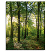Canvas Print Sun Forest Trees Rays of Light 40x50 cm