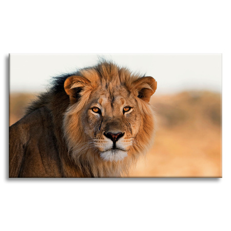 Canvas Print Lion Face in Sunlight 100x80 cm