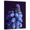 Canvas Print Botany Hyacinth 30x40 cm