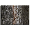 Canvas Print Nature Tree Bark 90x60