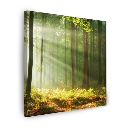 Canvas Print Light in the Forest Nature Trees 90X90 cm