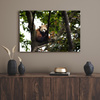 Canvas Print Animals Red Panda 40x30 cm