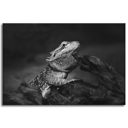 Canvas Print Lizard Reptile Black and White Nature 90x60