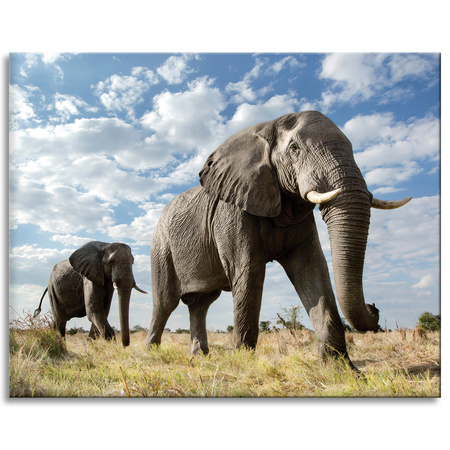 Canvas Print Large Gray Elephants Africa Nature 100x80 cm