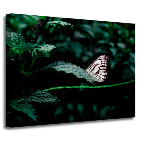 Canvas Print Nature Butterfly 40x30 cm
