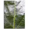 Canvas Print Botany Leaf 30x40 cm