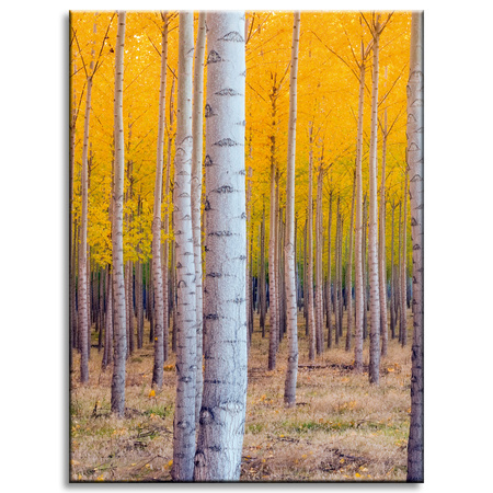 Canvas Print Birch Trees Autumn Yellow Leaves 30x40 cm