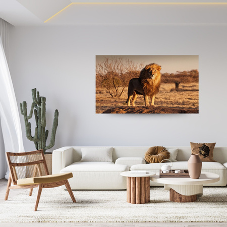 Canvas Print Lion in the Middle of the Savannah Sunset 100x80 cm