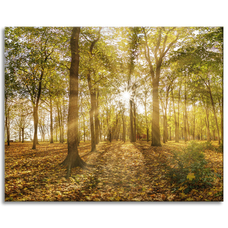 Canvas Print Sun Between Trees in the Forest 100x80 cm