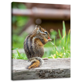 Canvas Print Animals Squirrel 30x40 cm