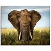 Canvas Print Elephant in Tall Grass Africa 100x80 cm