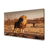 Canvas Print Lion in the Middle of the Savannah Sunset 100x80 cm