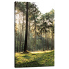 Canvas Print Forest Trees Sun Nature 60x100 cm