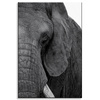 Canvas Print Gray Elephant Face Eye Animal 80x120 cm