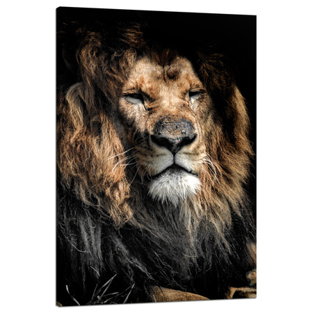 Canvas Print Adult Lion Animal 80x120
