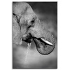 Canvas Print Black and White Elephant Drinking Water 80x120 cm