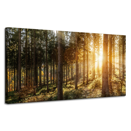 Canvas Print Birch Trees Sun Morning 120x60 cm
