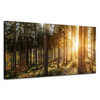 Canvas Print Birch Trees Sun Morning 120x60 cm