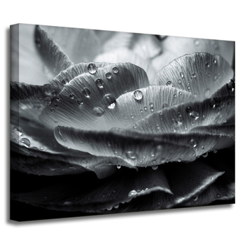 Canvas Print Botany Flower in Dew Drops 40x30 cm