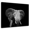 Canvas Print Gray Large Elephant on Black Background 100x80 cm