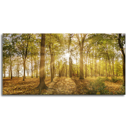 Canvas Print Sun Between Trees in the Forest 120x60 cm
