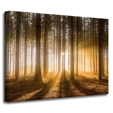 Canvas Print Sun in the Forest Light Tree 40x30 cm