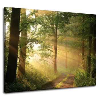 Canvas Print Sunlight Forest Path Nature 100x80 cm