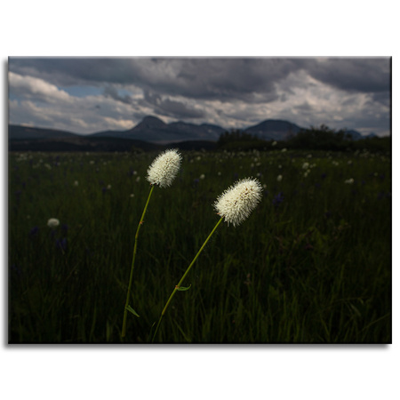 Canvas Print Nature Wildflowers 40x30 cm