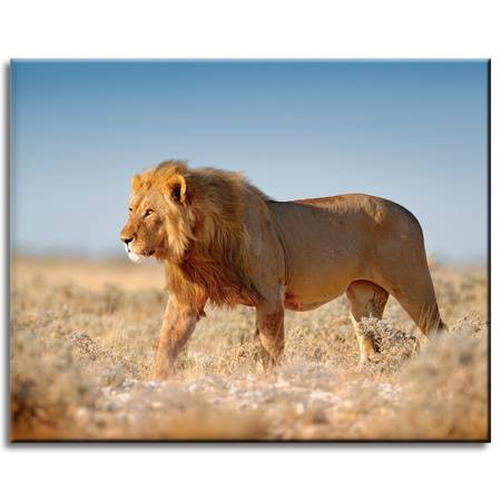 Canvas Print Walking Lion on Savannah Grass 50x40 cm