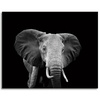Canvas Print Gray Large Elephant on Black Background 100x80 cm