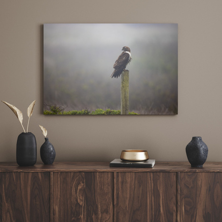 Canvas Print Animals Hawk 40x30 cm