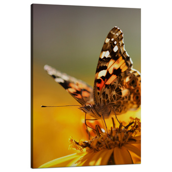 Canvas Print Animals Butterfly on Flower 80x120