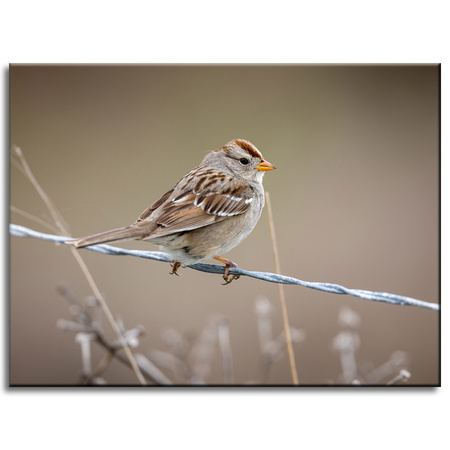 Canvas Print Animals Sparrow 40x30 cm