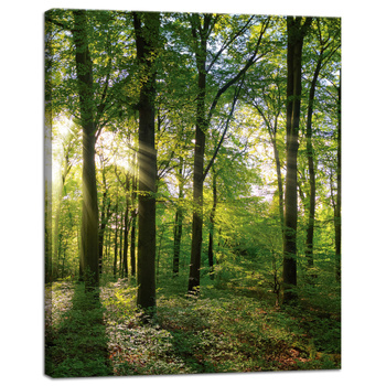 Canvas Print Sun Forest Trees Rays of Light 40x50 cm