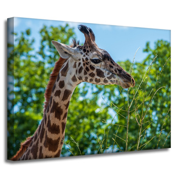 Canvas Print Animals Giraffe 40x30 cm