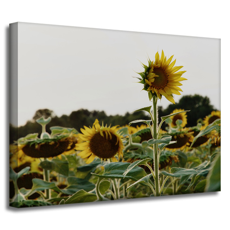 Canvas Print Botany Sunflower Field 40x30 cm