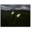 Canvas Print Nature Wildflowers 40x30 cm