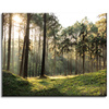 Canvas Print Forest Trees Sun Nature 50x40 cm